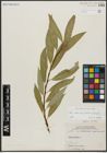Foto von Salix alba subsp. vitellina (L.) Arcang. x Salix fragilis L.